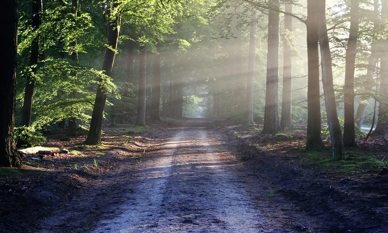Nye skovcertificeringsstandarder tilbyder naturbaserede løsninger på klimakrisen