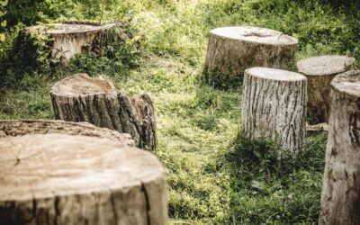 5 måder, hvorpå virksomheder kan hjælpe med at stoppe de nuværende rekordniveauer af skovrydning