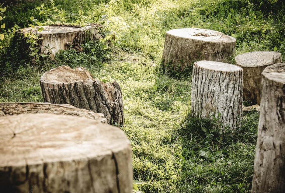 5 måder, hvorpå virksomheder kan hjælpe med at stoppe de nuværende rekordniveauer af skovrydning